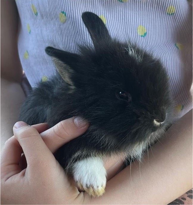 Hasenbabys abzugeben Kaninchen Hase in Beselich