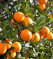 Orangenbaum Obst Strauch  winterhart Sachsen-Anhalt - Halle Vorschau