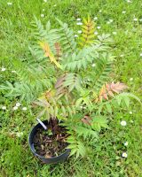 Pflanze Zwerg Sorbarie Gehölz Staude Blume Gar Bochum - Bochum-Ost Vorschau