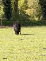 Dexter Jungbulle Niedersachsen - Wittmund Vorschau