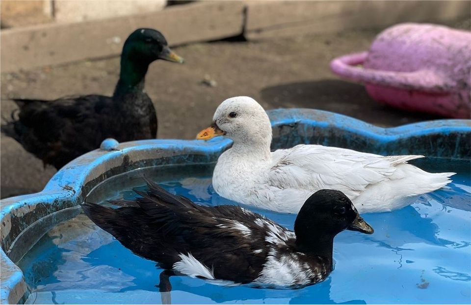 Smarakt Enten paar in Bottrop