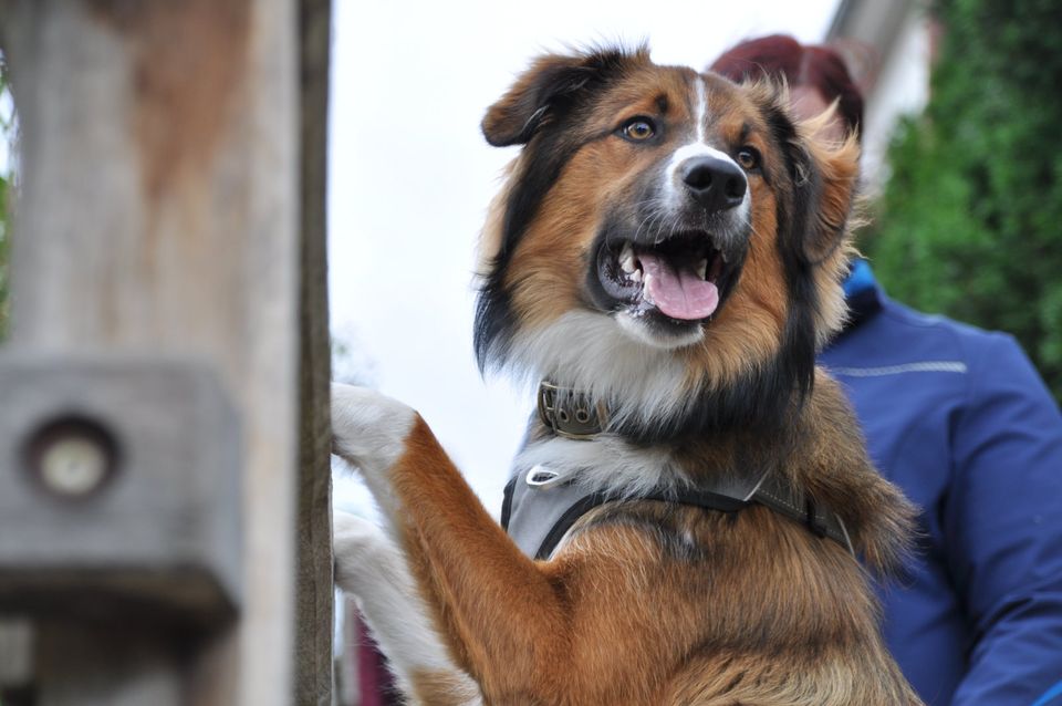 Mobiles Hundetraining Hundeschule in Ahnsbeck