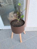 Mini Hochbeet Feigenbaum Feige Pflanzen Garten Balkon Terrasse Hessen - Gründau Vorschau