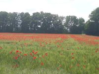 Suche sonnige 2 ZKB in Gersthofen ab 01.08. Bayern - Affing Vorschau