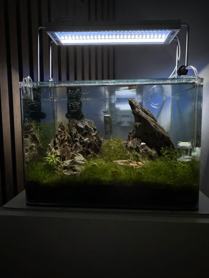 Scaper's Tank 35 l Panoramascheibe (gerundete Front-Ecken) in Wiesbaden