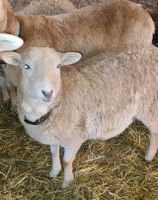 Quessant Kamerun Mix Schafe zu verkaufen Baden-Württemberg - Fichtenau Vorschau