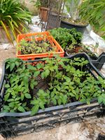 Tomatenpflanzen aus sortenreinem Bio-Saatgut Bayern - Schöllkrippen Vorschau