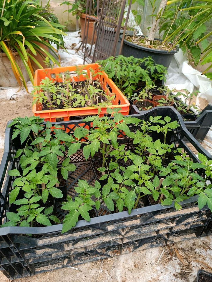 Tomatenpflanzen aus sortenreinem Bio-Saatgut in Schöllkrippen