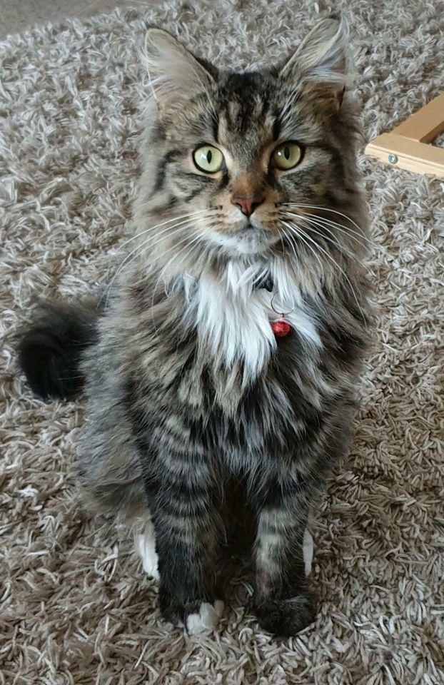 Vermisst FINDERLOHN Maine Coon BKH Mix Coccolina in Berlin