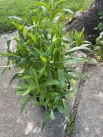 Etagenerika , Physostegia virginiana, Gelenkblume Brandenburg - Birkenwerder Vorschau