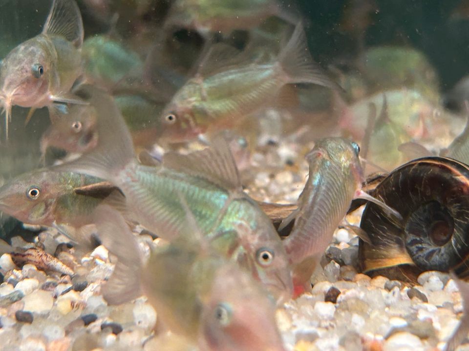 Smaragd - Panzerwels 4cm  Brochis splendens 5,50€ in Rangendingen