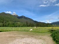 Wir suchen nette Einsteller für Offenstall in 83735 Bayern - Bayrischzell Vorschau