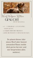 Fotoshooting für einen Wurf Welpen/Kitten - Tierfotografie Nordrhein-Westfalen - Herford Vorschau