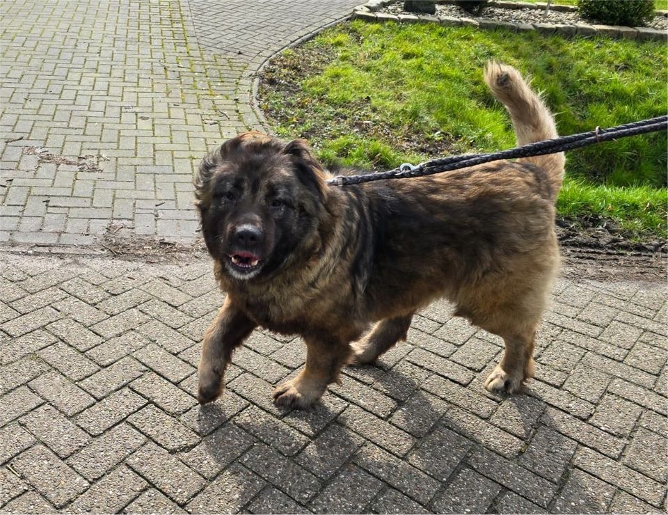 Verschmuster Teddybär LAIKA aus dem Tierschutz in Südbrookmerland