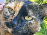 Katze Fritzi schmerzlich vermisst Bayern - Kirchseeon Vorschau