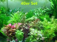 ✅NEU✅ 40x Aquariumpflanzen Set XXL Bunde, Wasserpflanzen Mix 7 München - Bogenhausen Vorschau