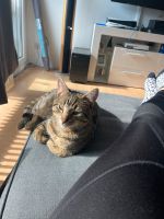 liebe hauskatze Nordrhein-Westfalen - Brüggen Vorschau