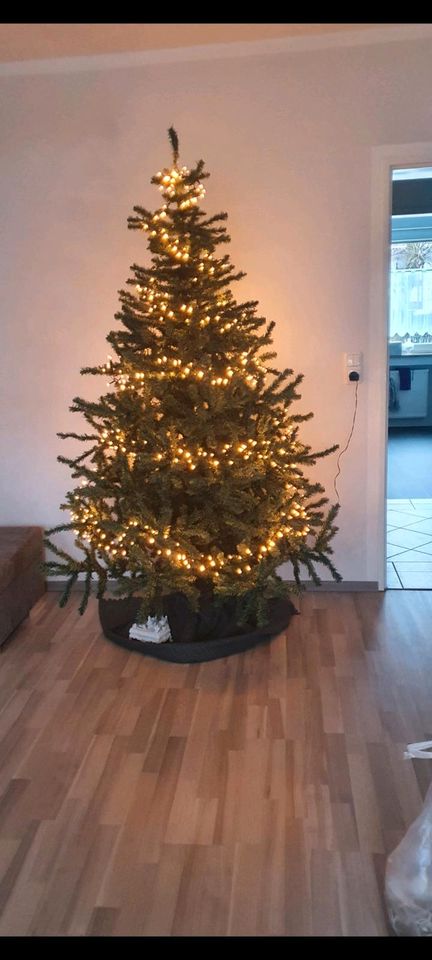 Weihnachtsbaum Christbaum 2 Meter hoch in Augsburg