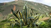 Agave americana 'Variegata  Ableger  50 - 60 cm Bayern - Günzburg Vorschau