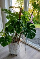 Grünpflanze Monstera Nordrhein-Westfalen - Olpe Vorschau