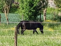 ein neues Zuhause für ein Pony 0,80 m bis 1,40 m Bayern - Bachhagel Vorschau