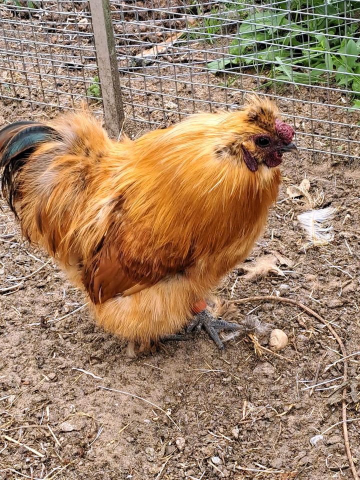 ( Keine ) Bruteier  14 farben reinrassige zwergseidenhuhner in Sögel