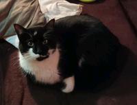 Suche/Vermisst kastrierter Kater Katze schwarz/ weiß ERWIN. Sachsen-Anhalt - Stendal Vorschau