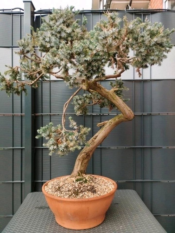 Bonsai Yamadori Gemeiner Wacholder Juniperus Communis in Marl