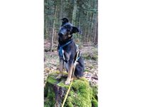 Bobby - hübscher Junghund sucht Zuhause! Baden-Württemberg - Großerlach Vorschau