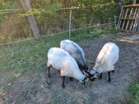Schafe Heidschnucken Heidschuckenbock Thüringen - Bad Langensalza Vorschau