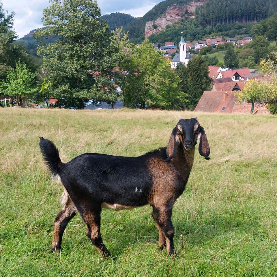 Anglo Nubier in Schindhard