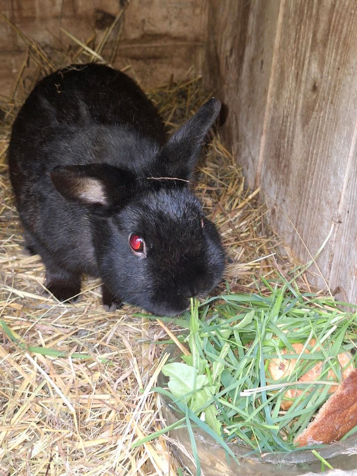 Zwergkaninchen Hasen Kaninchen in Grünhain-Beierfeld 