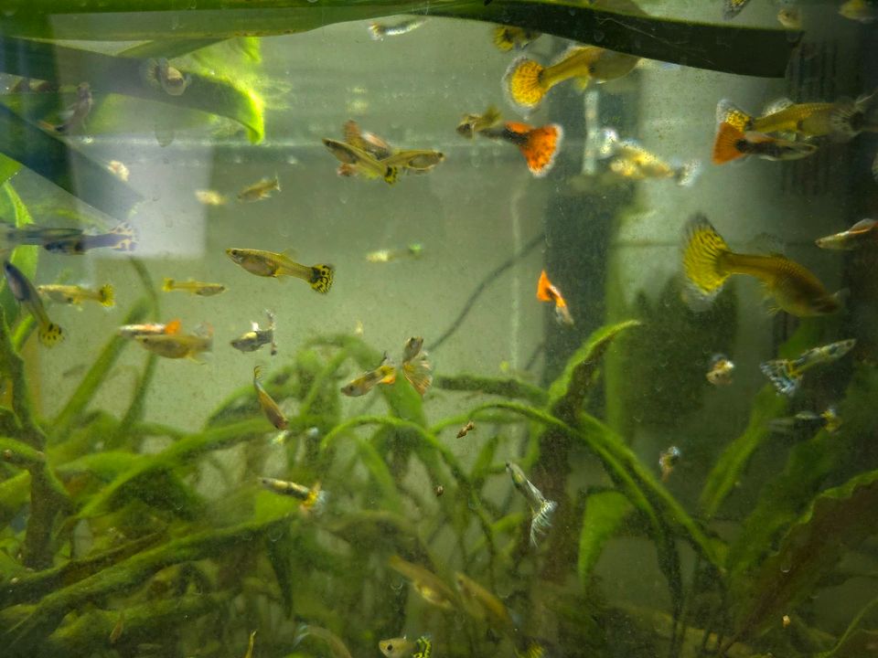 Guppies - verschiede Farben & Größen in Berlin