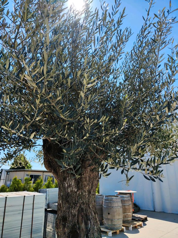 Olivenbaum XXL im 120 cm Topf in Kalkar