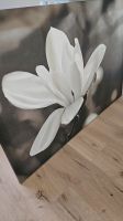 IKEA PJÄTTERYD 78x118 Magnolie Blume Sachsen - Chemnitz Vorschau