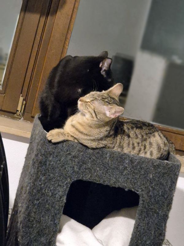 Tolles Katzenpaar sucht ein Zuhause | Tierschutz in Hanau