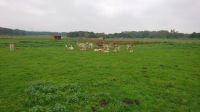 Arbeiter in der Landwirtschaft Mecklenburg-Vorpommern - Lassan (Vorpommern) Vorschau