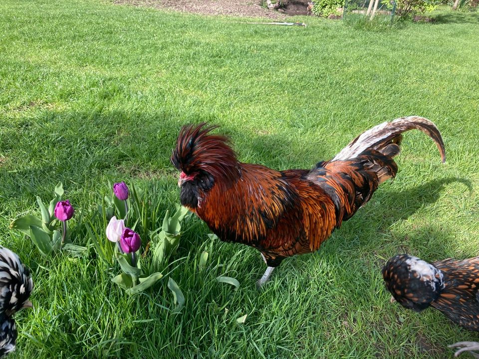 Hahn Haustier Paduaner in Stolberg (Rhld)