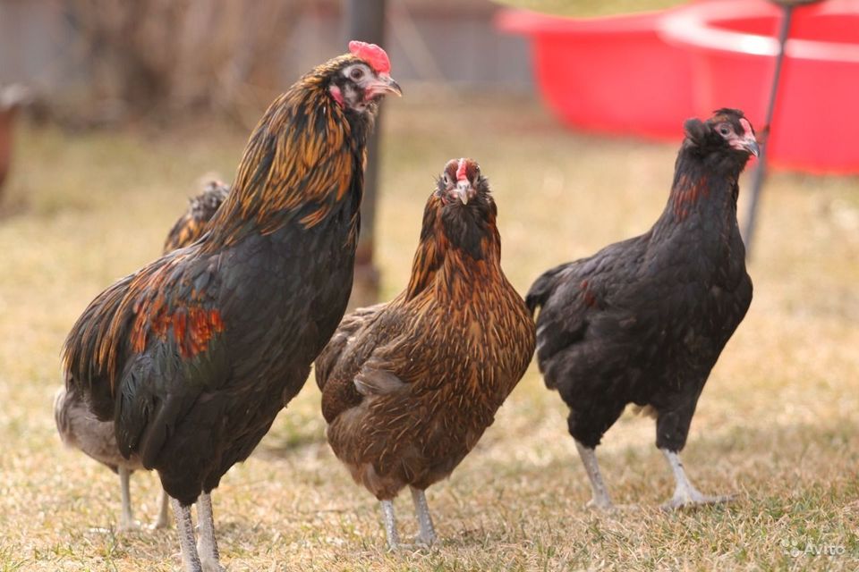 Grünleger Araucana Bruteier Sehr tolle Hühner Eier zum ausbrüten in Reinheim
