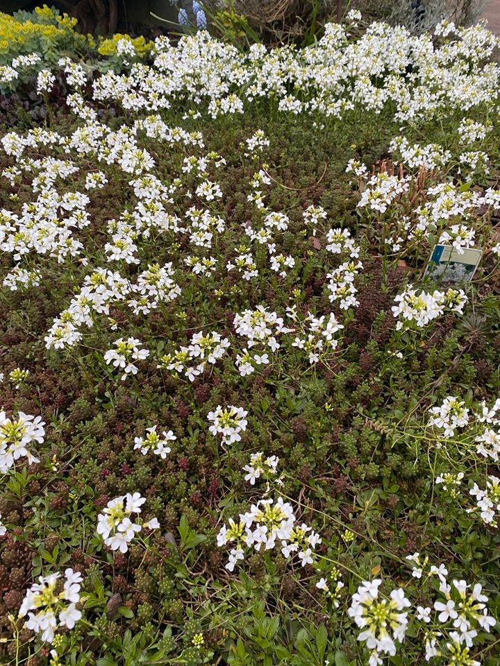 Bodendecker immergrün Pflanzen Stauden Garten Kräuter Akeleien in Rietberg