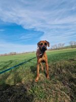 Hund Rhodesian Ridgeback Deutsche Dogge Mix Sachsen-Anhalt - Wanzleben Vorschau