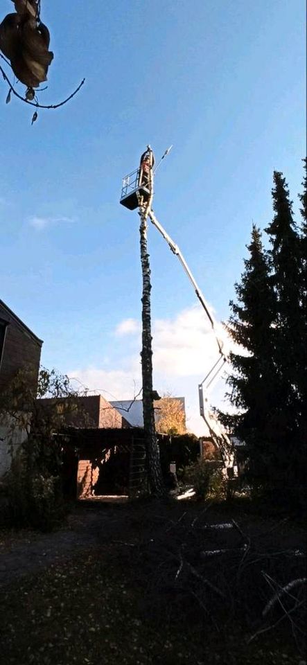 Problembaumfällung - Baumfällung- Forstservice- Landschaftspflege in Kirchroth