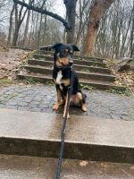 Hund / Rüde Marlo sucht ein schönes zu Hause Niedersachsen - Braunschweig Vorschau