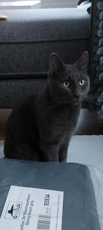 Katze vermisst/gesucht in Todesfelde