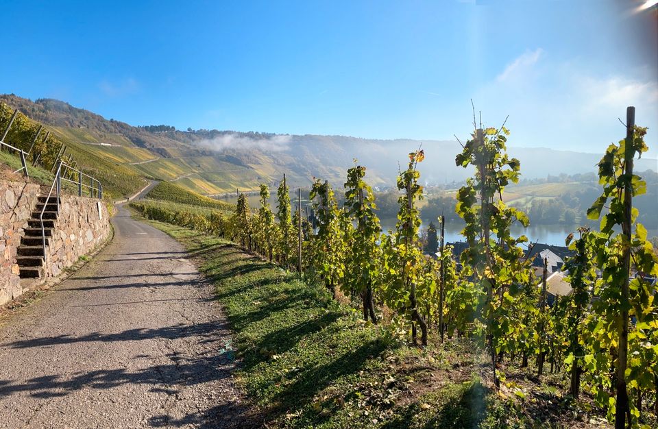 Attraktive, großräumige 214 m² WOHNUNG in Kröv/Mosel zu vermieten in Kröv