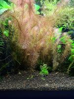 Rotala Wallichii 2,00€ Niedersachsen - Burgdorf Vorschau