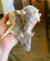 Ratten Weibchen ,Farbratten Nordwestmecklenburg - Landkreis - Selmsdorf Vorschau