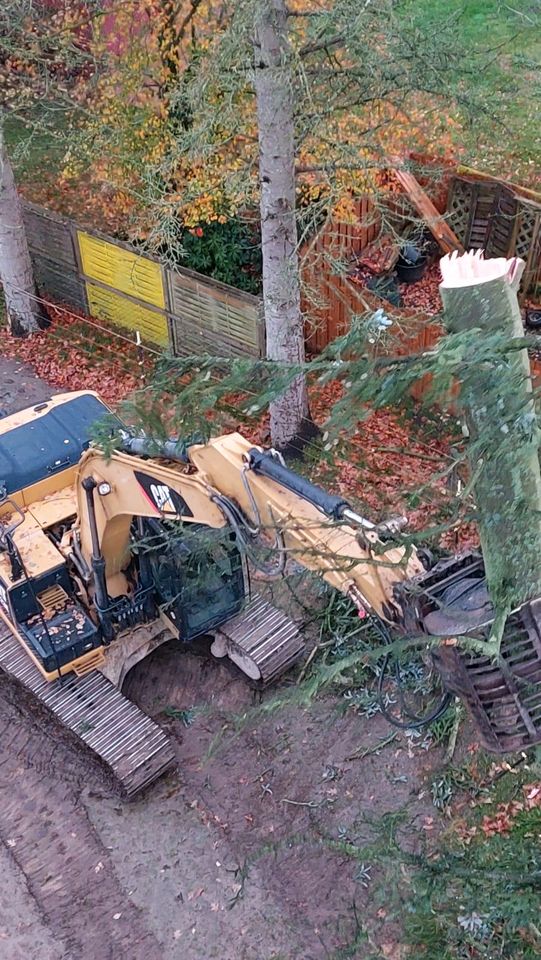 Baumfällarbeiten Baumfällen in Westerstede