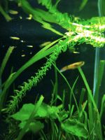 12 Baby Guppys abzugeben Hessen - Ober-Ramstadt Vorschau