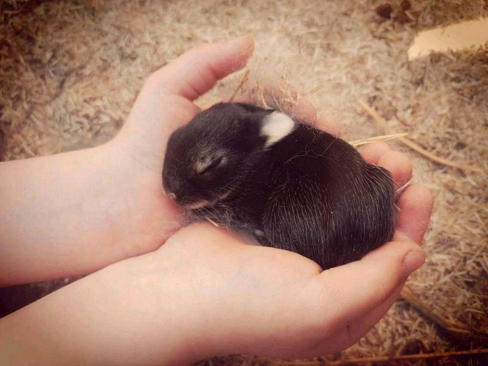 Zwergkaninchen Löwenköpfchen Weibchen & Männchen Rammler in Dresden